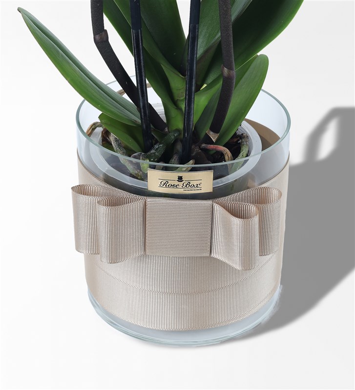 Wonder Pembe Mavi 2 Dallı Orkide