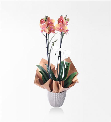 2 Dallı Caramel Orkide