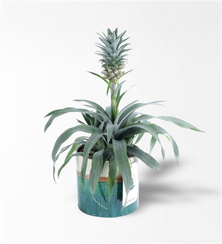 Ananas Amigo