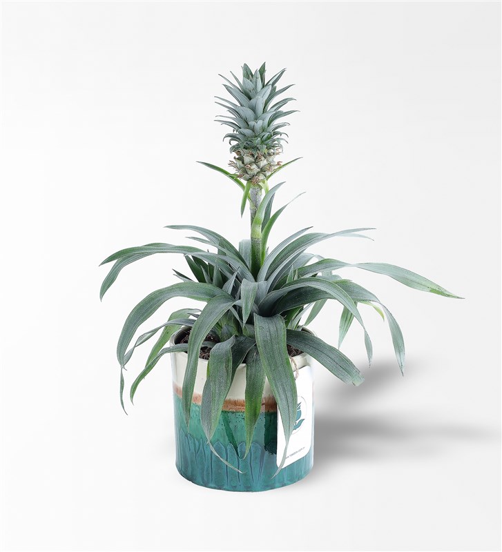 Ananas Amigo