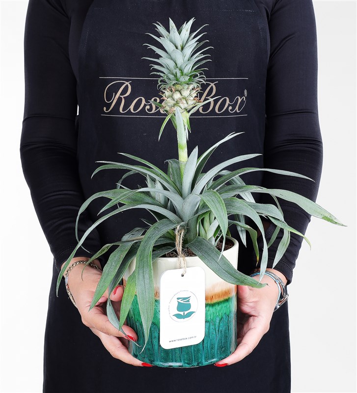 Ananas Amigo
