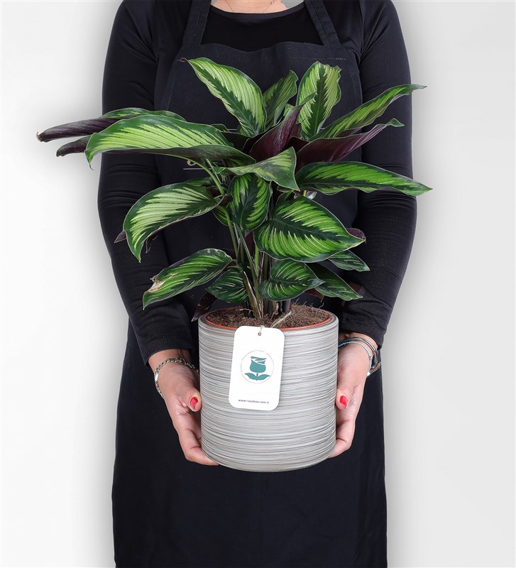 Calathea Beauty