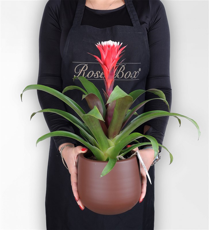 Guzmania Red
