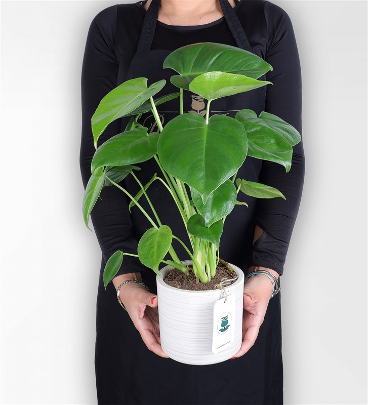 Monstera - Deve Tabanı