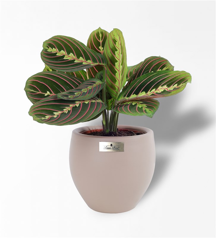Maranta