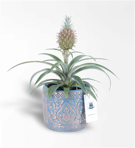 Ananas Amigo 2