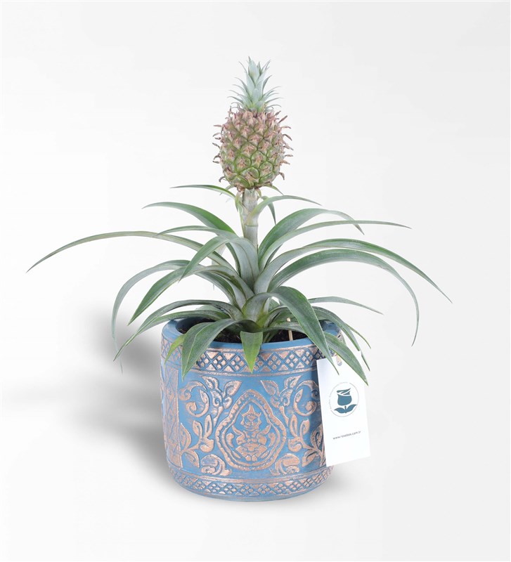 Ananas Amigo 2