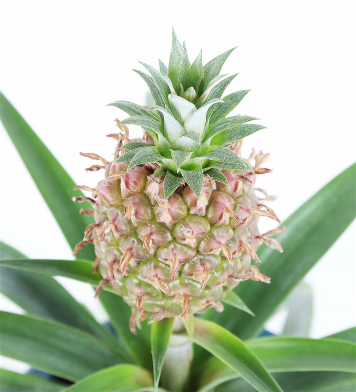 Ananas Amigo 2