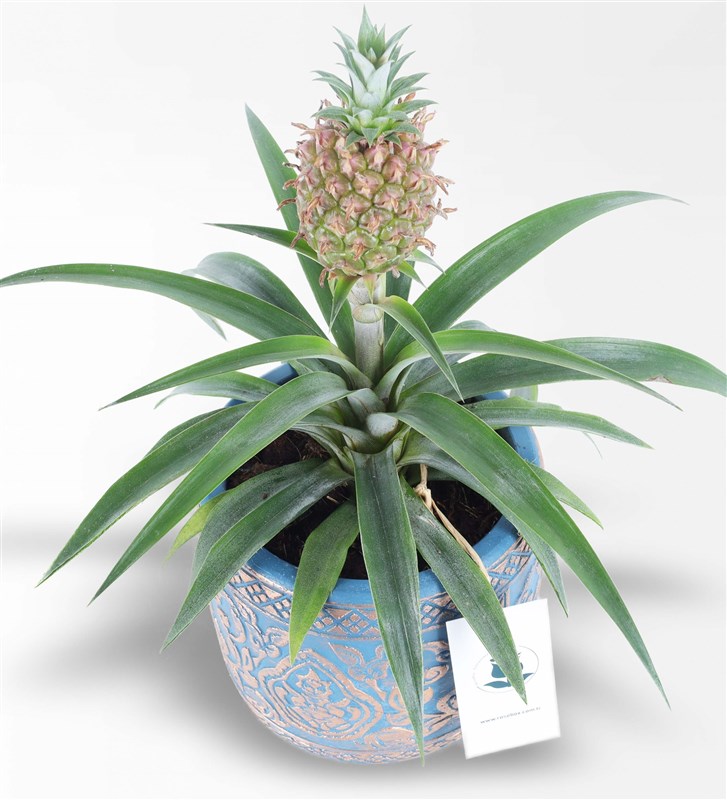 Ananas Amigo 2