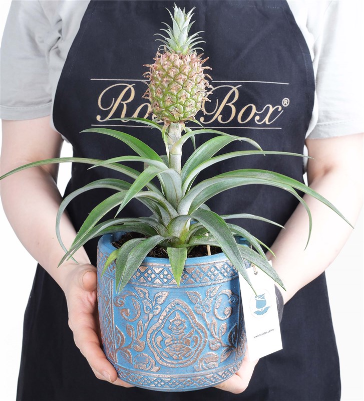Ananas Amigo 2