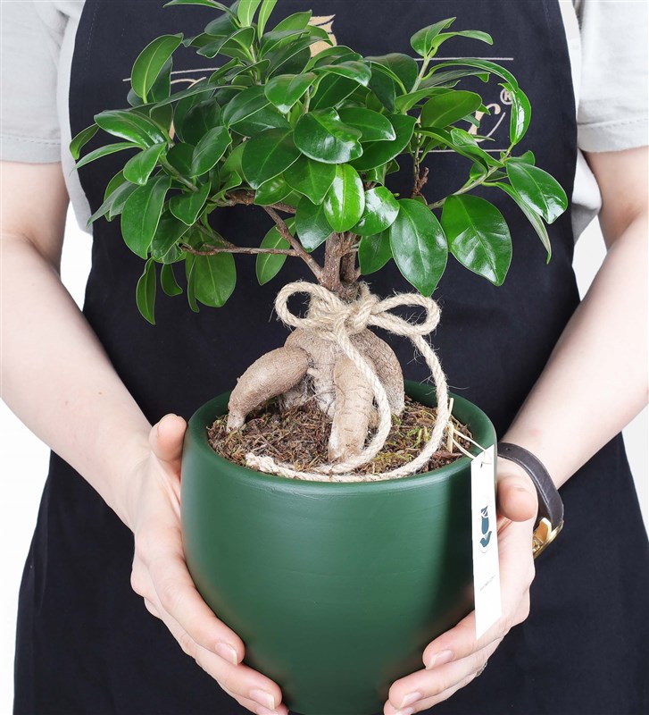 Bonsai Ginseng