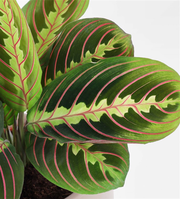 Maranta