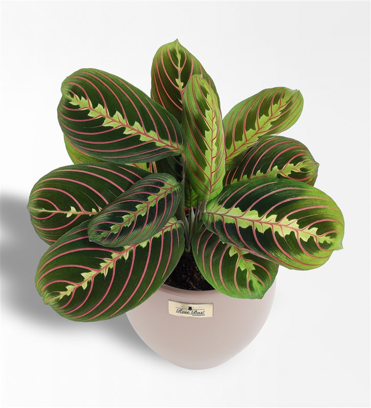Maranta