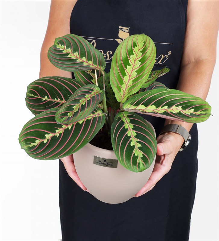 Maranta