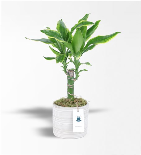 Dracena