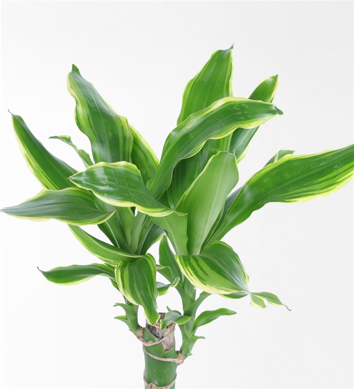 Dracena