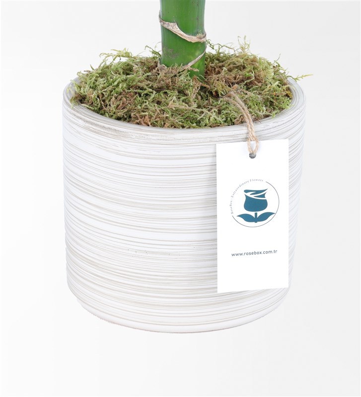 Dracena