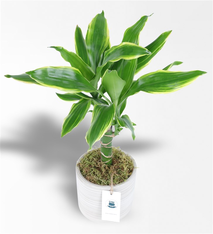Dracena