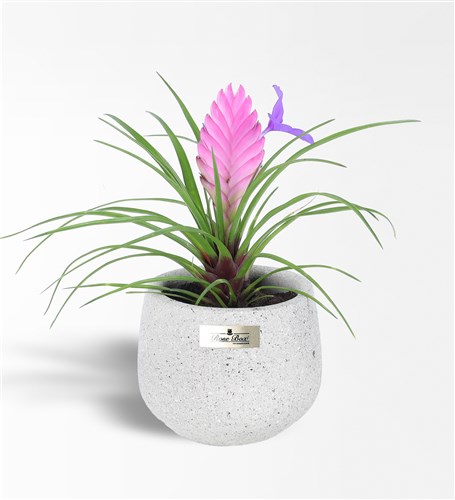 Tilandsia