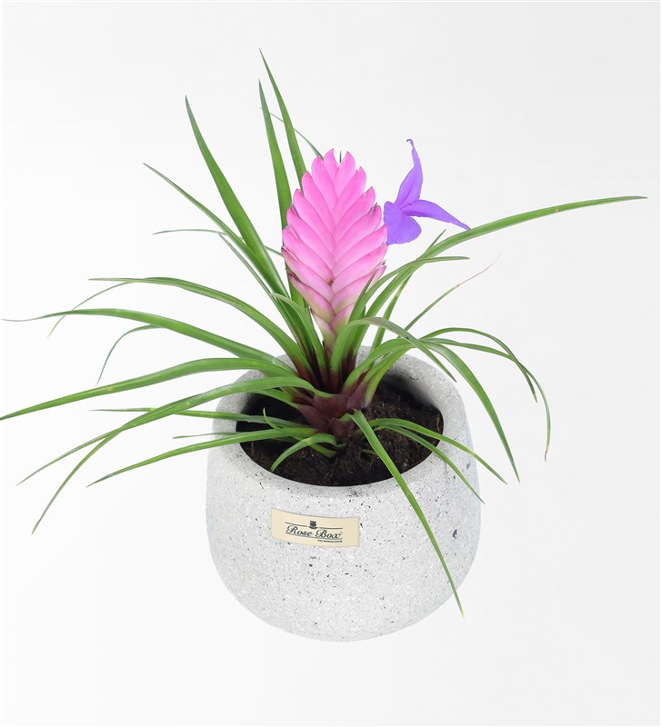 Tilandsia