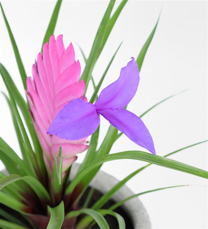 Tilandsia