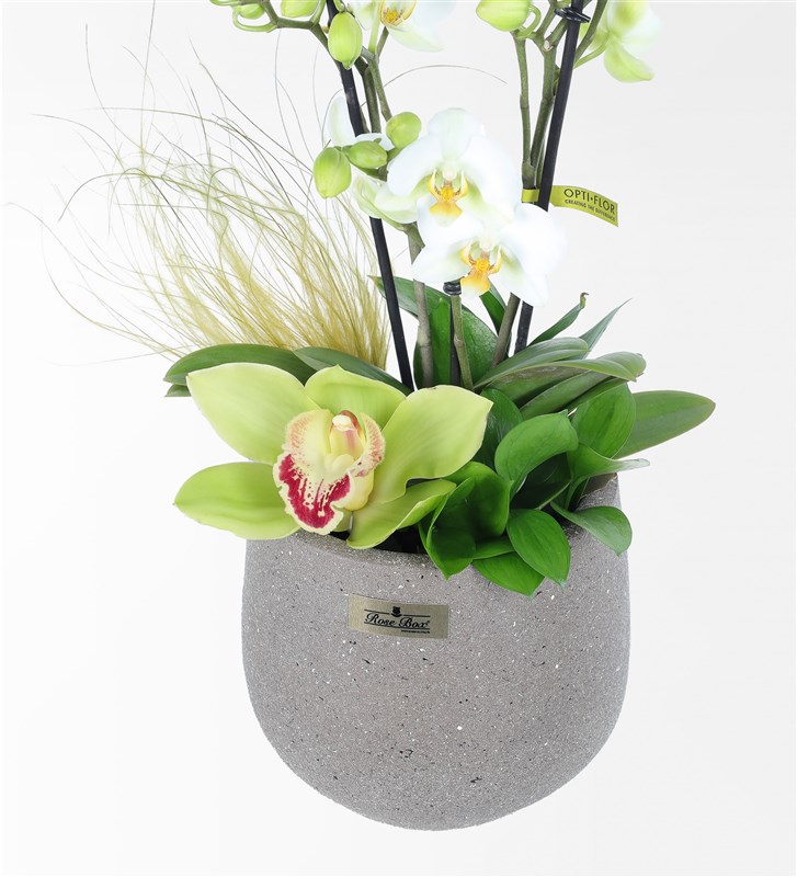 Beyaz Bougetto Orkide Ve Cymbidium Aranjmanı