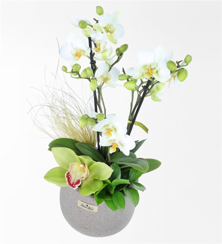 Beyaz Bougetto Orkide Ve Cymbidium Aranjmanı