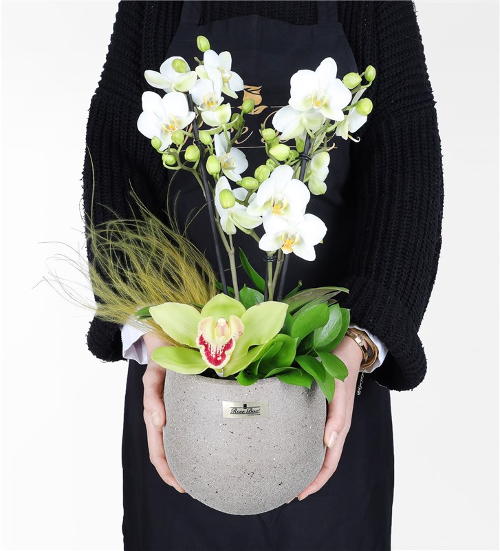 Beyaz Bougetto Orkide Ve Cymbidium Aranjmanı