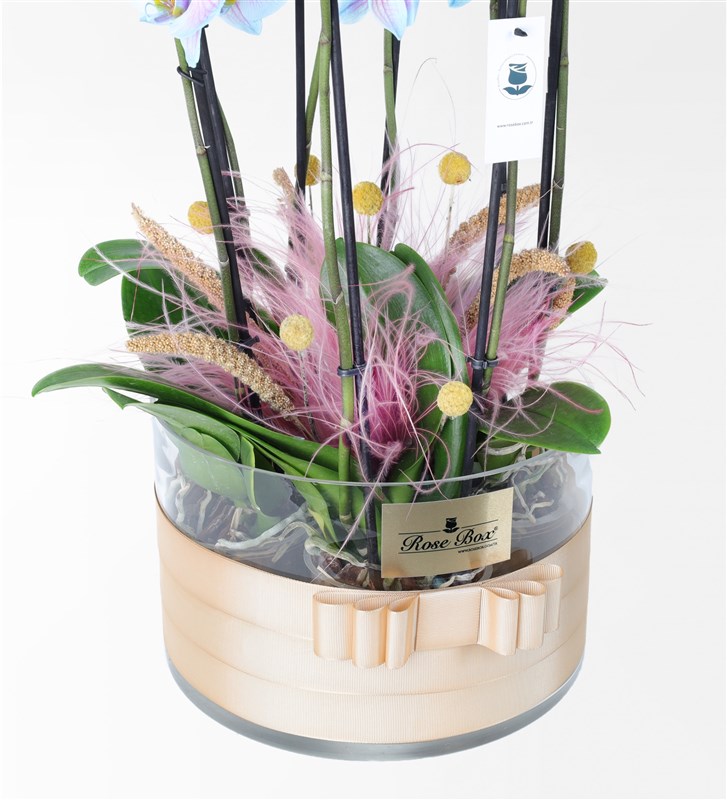 Cam Vazoda 8 Dallı Wonder Pembe Mavi Orkide Aranjmanı