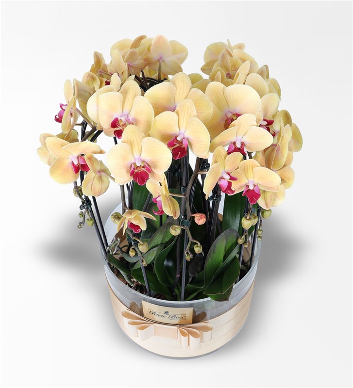 10 Dallı Sarı Cascade Orkide