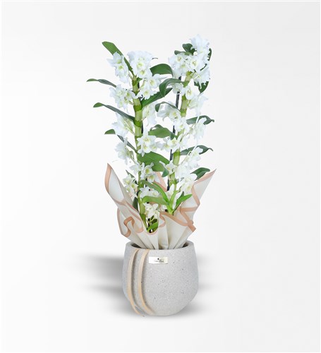 Taş Saksıda 2 Dallı Bambu Orkide - Dentrobium Orkide