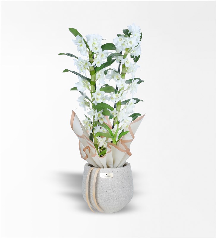 Taş Saksıda 2 Dallı Bambu Orkide - Dentrobium Orkide