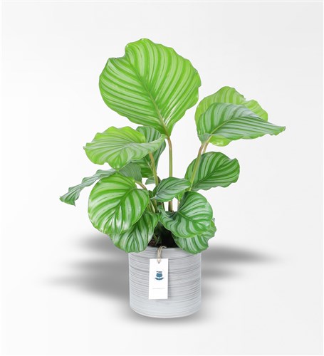Büyük Calathea Orbifolia - Dua Çiçeği