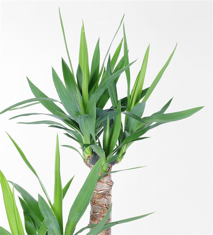 Kumlu Beton Saksıda 2'Li Yucca