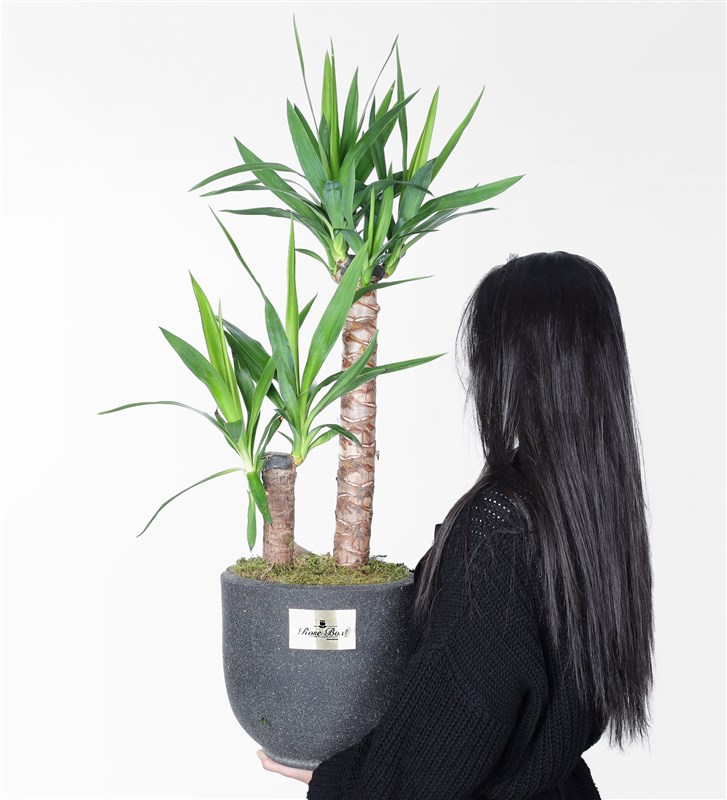 Kumlu Beton Saksıda 2'Li Yucca
