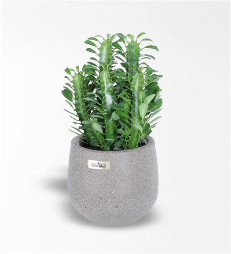 Yeşil Süt Ağacı Euphorbia Trigona Kaktüs