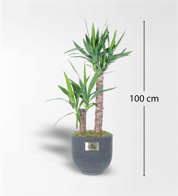 Kumlu Beton Saksıda 2'Li Yucca