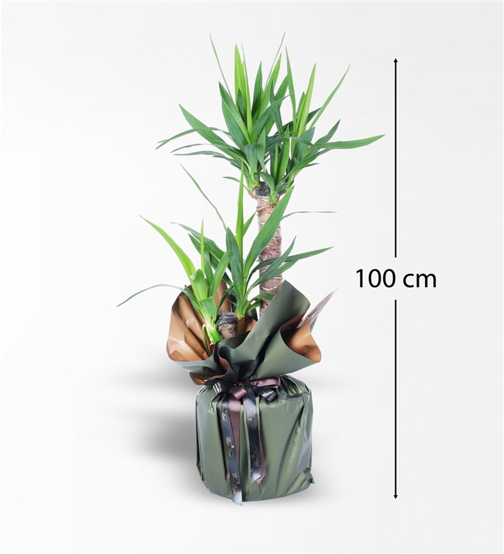 2'Li Yucca Bitkisi