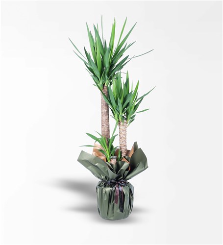 3'Lü Yucca Bitkisi