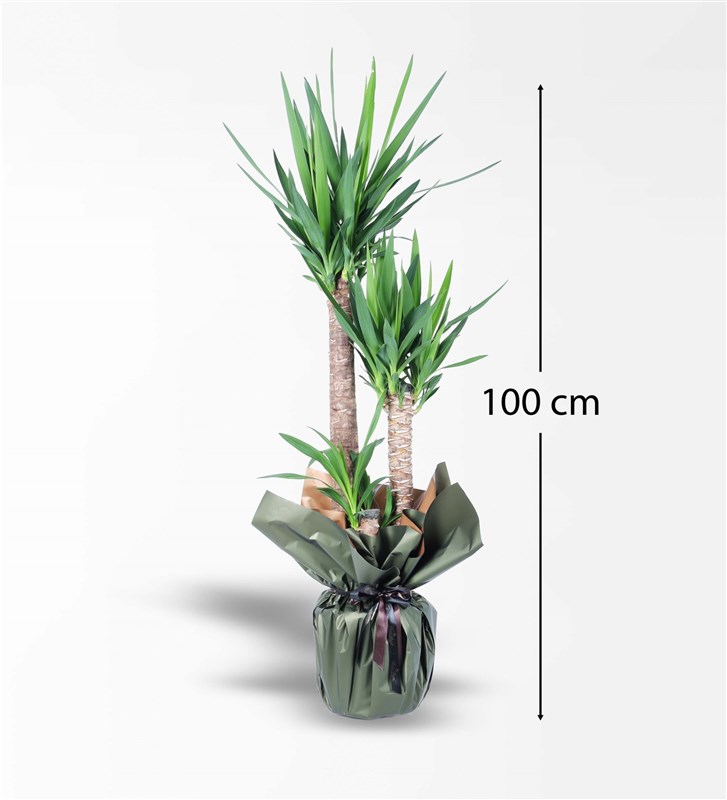 3'Lü Yucca Bitkisi