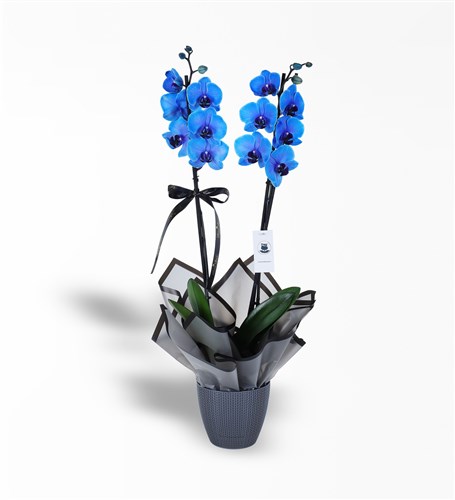 2 Dallı Magic Blue Mavi Orkide