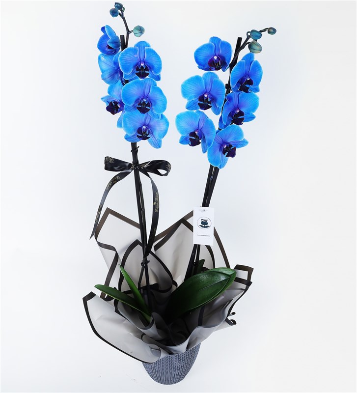 2 Dallı Magic Blue Mavi Orkide