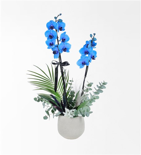 Bej Beton Saksıda Magic Blue Mavi Orkide Ve Okaliptus Aranjmanı