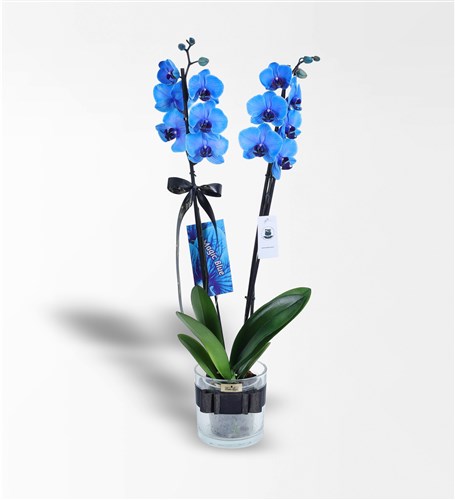 Cam Vazoda 2 Dallı Magic Blue Mavi Orkide