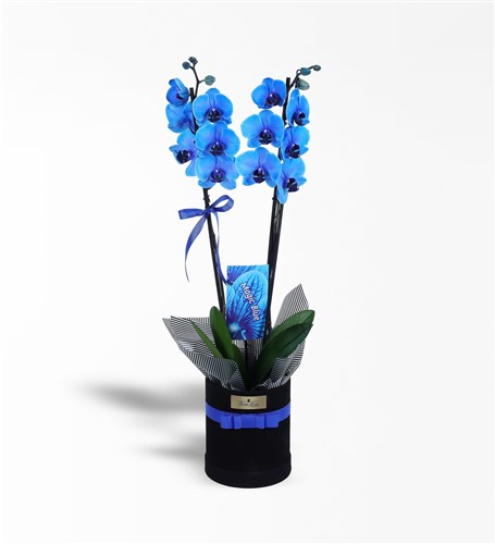 Siyah Kadife Kutuda 2 Dallı Magic Blue Mavi Orkide