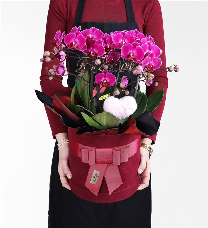 Bordo Kutuda Mor Bougetto Orkide Ve Peluş Pembe Kalp