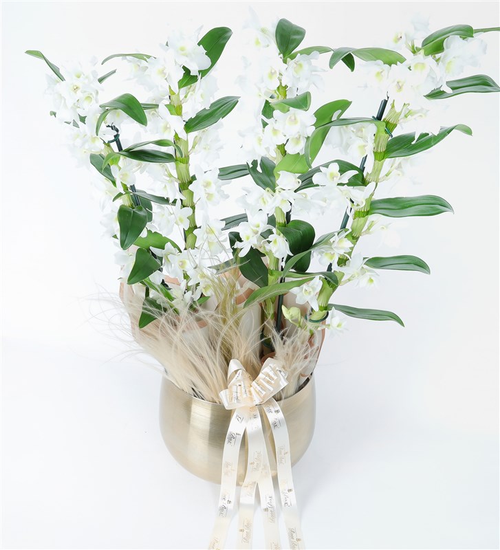 Gold Metal Saksıda 4 Dallı Bambu Orkide (Dendrobium) Aranjmanı