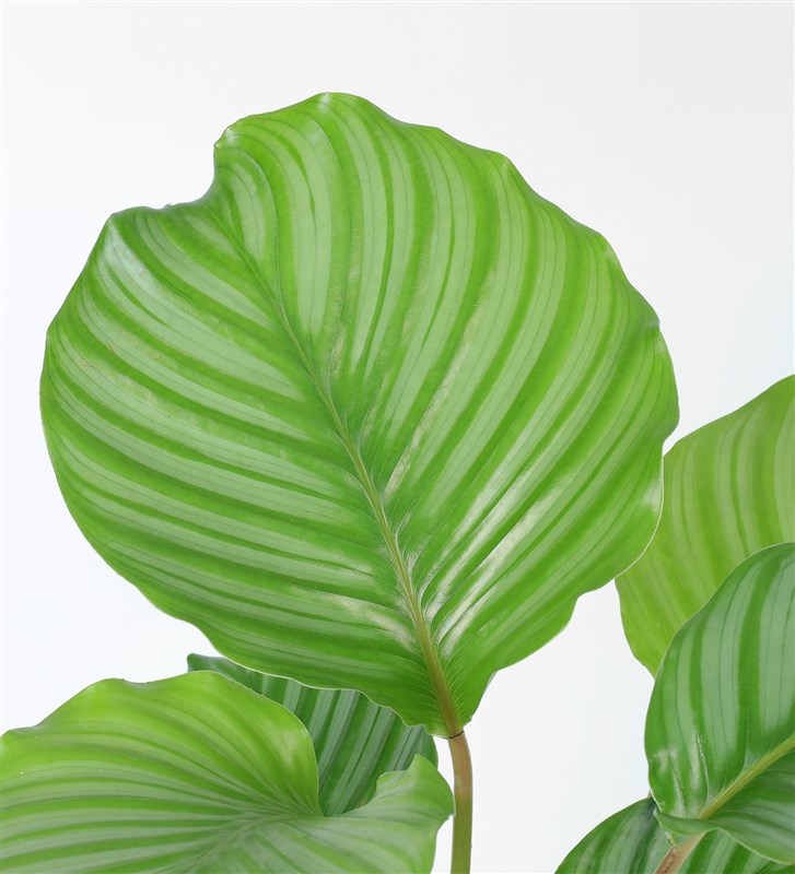 Büyük Calathea Orbifolia - Dua Çiçeği