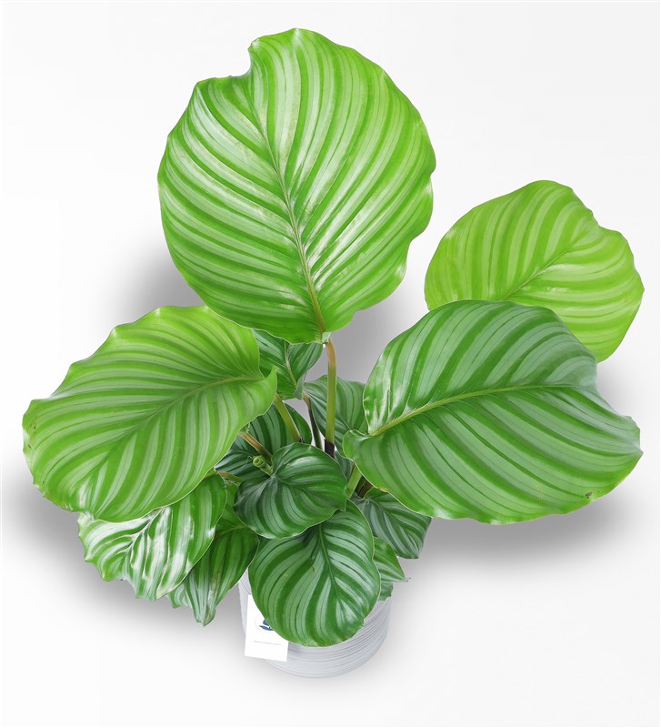 Büyük Calathea Orbifolia - Dua Çiçeği