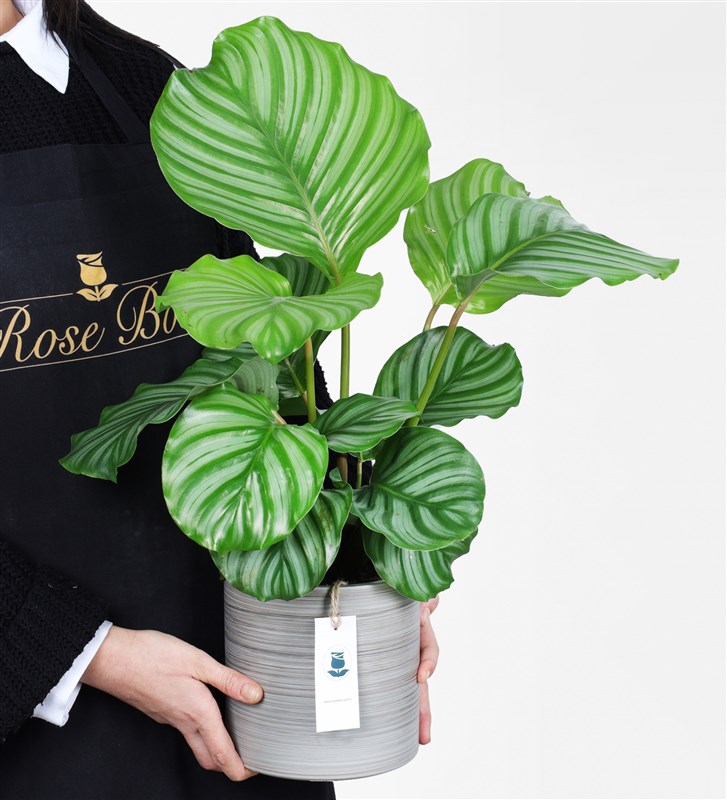 Büyük Calathea Orbifolia - Dua Çiçeği
